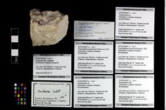 Foto (Objekt + Etikett) von Cycloprosopon sp.  (NHMW-GEO-2014-0194-0971c)